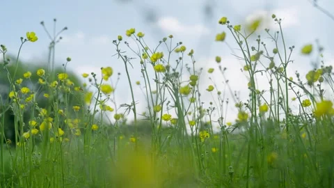 Slow-Motion Low-Angle Clip of Cowslips in a Summer Meadow Stock Footage 276904207