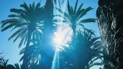 Slow motion low-angle footage. Palm trees sway in the wind Stock-Footage 171569039