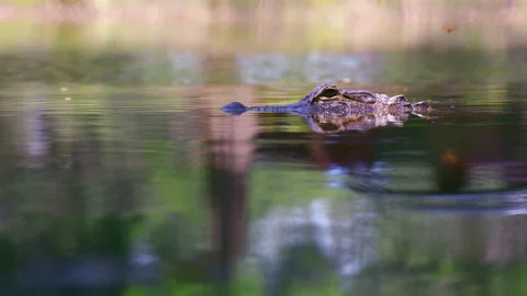 Slow Motion Low Angle Footage of Alligator’s Head Above Water in a Lake Stock Footage 271675179