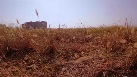 Slow motion low angle ground view of calm walking through meadow of brown dry gr Stock Footage 242327339