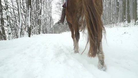 Slow motion low angle horse in trot on snow Stock Footage 71247885