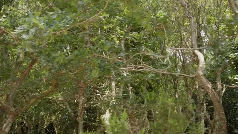 Slow Motion Low-Angle Pan Right to Left Over a Forest of Rebollo Oaks - 202 Stock Footage 310323659