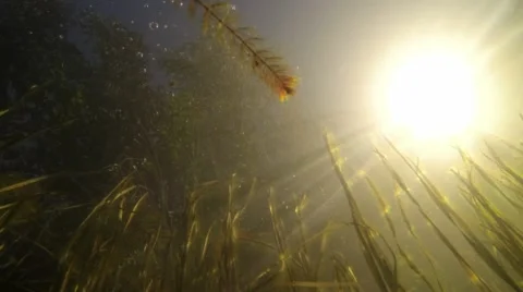 Slow motion low-angle shot of water plants with dazzling sun and waving water in Stock Footage 55308761