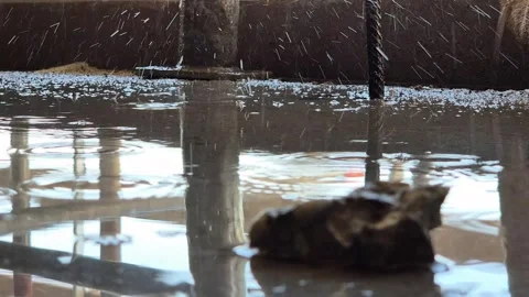 Slow Motion Low Angle Shot of Water Drops Rippling in Puddle Stock Footage 340829854