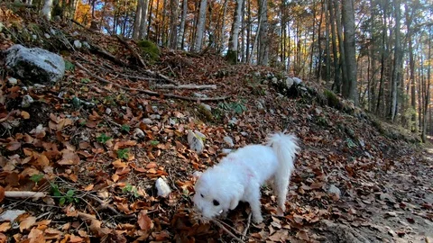 Slow motion low angle small cute Maltese dog playing with wooden stick Stock Footage 129113106