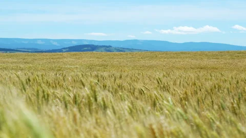 Slow motion low angle sunny wheat field in the summer wind Stock Footage 313070716