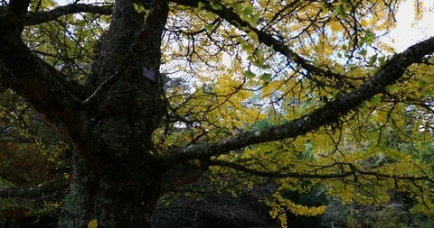 Slow motion low angle tracking shot of tree branches in autumn Stock Footage 90083387