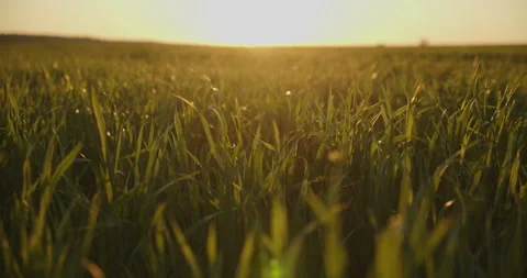 Slow motion low angle view to the green  young wheat field while sunset.  Agr Stock Footage 154319087