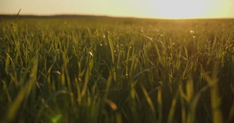 Slow motion low angle view to the green  young wheat field while sunset.  Agr Stock Footage 162508743