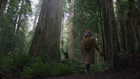 Slow motion low angle view of young woman walking between giant tall trees, 6K 스톡 동영상 168147068