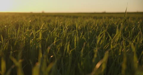 Slow motion low angle view to the green  young wheat field while sunset.  Agr Stock Footage 172287100