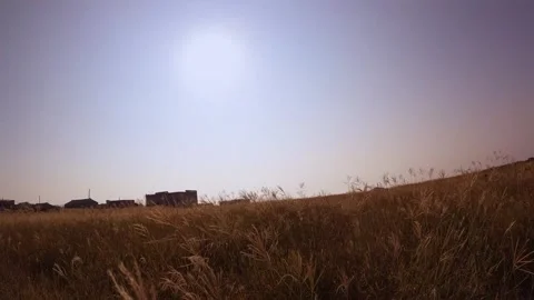 Slow motion low angle view of peaceful calm walking through meadow of brown dry  Stock Footage 242327254