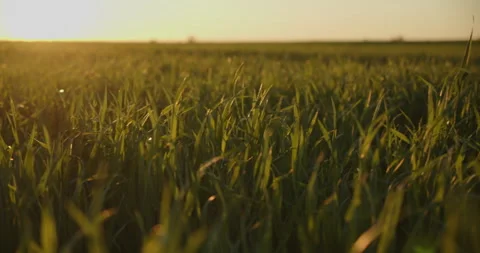 Slow motion low angle view to the green  young wheat field while sunset. Stock Footage 305828742