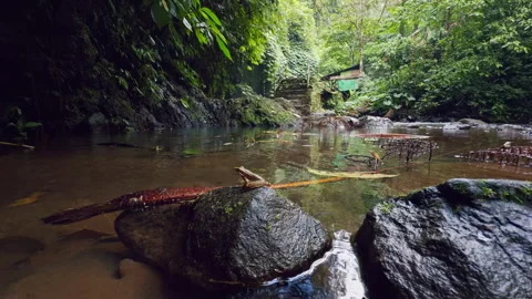 Slow Motion Low Angle View of Frogs Leaping From Rainforest Stream Edge Into Wat Stock Footage 337038512