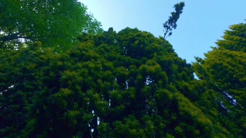 Slow motion low angle view of tall green trees against sky Stock Footage 340438372