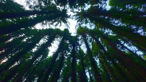 Slow motion low angle wide view looking up at forest tree tops Stock Footage 340439221