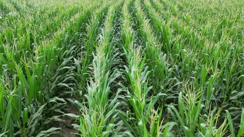 Slow motion low level drone video over corn field 스톡 동영상 258632476