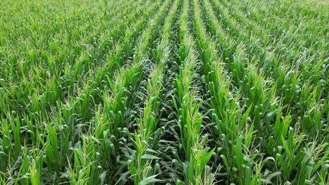 Slow motion low level drone video over corn field 스톡 동영상 258632509