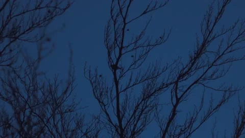 Slow Motion Low Light Shot of a Bird taking off from a Tree Stock Footage 237929373