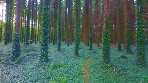 Slow motion lush ivy covered tree trunks in deep green woods Stock Footage 340438775