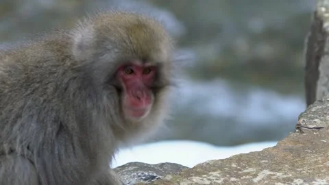 Slow motion of macaque eat at mountain winter season. Jigokudani Monkey Park-Dan Stock Footage 144537889