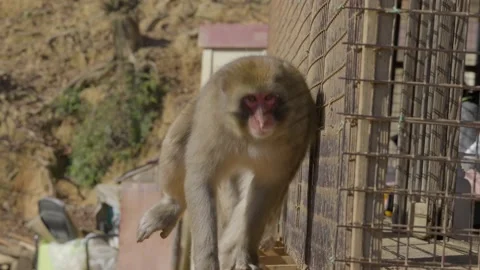 Slow motion macaque runs towards camera Stock Footage 232804556