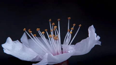Slow motion macro. An almond flower in bright sunlight rotates against a dark ba Stock Footage 239325361