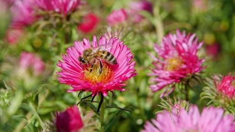 Slow Motion Macro of Bee Collecting Pollen on Pink Aster, Close-Up Stock Footage 282863093