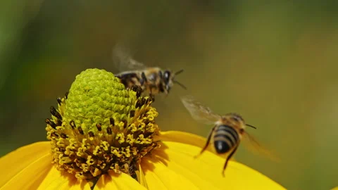 Slow Motion Macro of Bee Flying Off Yellow Coneflower, Close-Up Shot Stock Footage 282862709