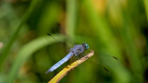 Slow motion macro blue dragonfly flies off plant Stock Footage 111882858