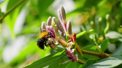 Slow Motion Macro of Bumblebee Pollinating Pink Honeysuckle Flower Video stock 336102769