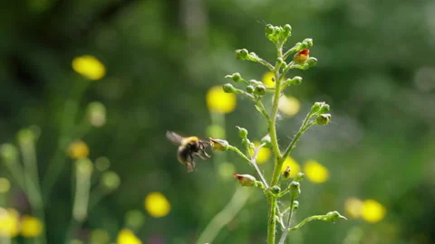 Slow Motion Macro of Bumblebee on Tall Wildflower Stem Stock Footage 336103092