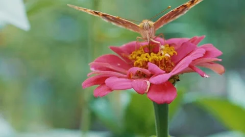 Slow motion macro of a butterfly on a blossoming pink flower Stock Footage 67396288