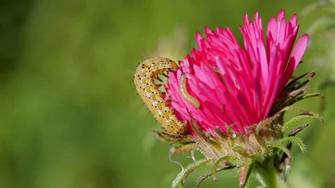 Slow Motion Macro of Caterpillar and Baby Crawling on Pink Aster, Close-Up Stock Footage 282863123