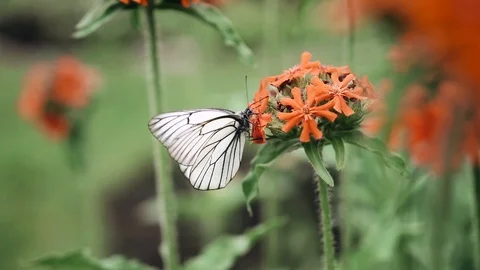 SLOW MOTION: Macro close-up of a butterfly on a pink flower in the garden. The Stock Footage 111886773