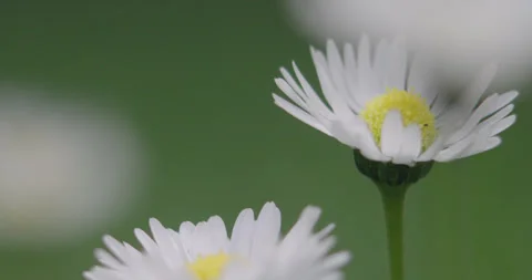 Slow motion macro close up of daisies Stock-Footage 245297574