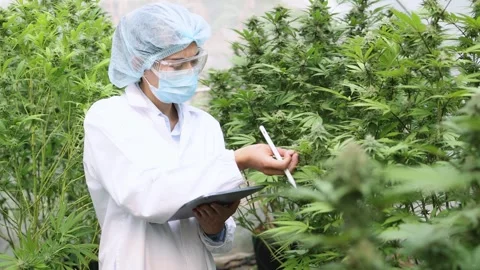Slow motion macro close up of farmer hands checking hemp plants in a greenh.. Stock Footage 336936604