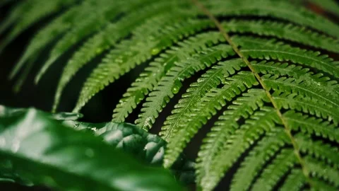 Slow Motion Macro Close-Up of Green Fern Leaf With Shallow Depth of Field Stock Footage 326013700