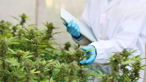 Slow motion macro close up of scientist hands checking hemp plants in a gre.. Stock Footage 336934509