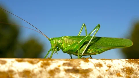 Slow motion Macro Close-up Shot. Cricket. Grasshoper Crawls On Balcony Balust Stock Footage 94378671