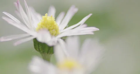 Slow motion macro close up of a single daisy Stock-Footage 245290591