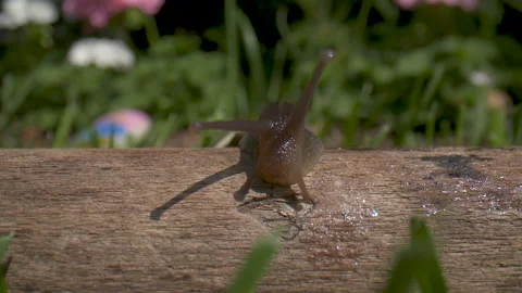 Slow motion macro close-up of a snail crawling on a log. Stock Footage 132003492