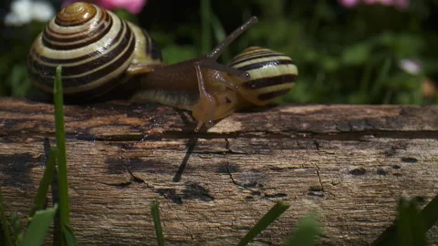 Slow motion macro close up of two snails on a log. Stock Footage 132003313