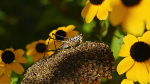 Slow Motion Macro of Cricket on Coneflower, Yellow Flowers and Dancing Shadows Stock Footage 282863003