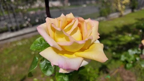 Slow Motion Macro Detail Of Gloria Dei Rose Bloom Stock Footage 336799400