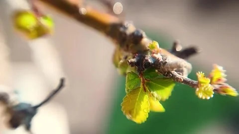Slow Motion Macro of Elm Bonsai Leaves with Water Drops Video stock 330607171