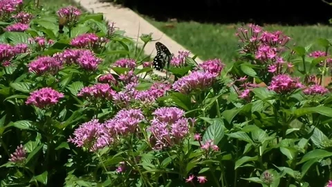 Slow Motion Macro Footage of Beautiful Butterfly Flapping Wings on Pink Flowers. Stock Footage 341133681