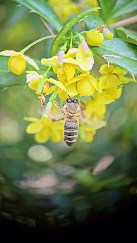 Slow motion macro footage of bees collecting nectar from yellow mahonia flo.. Stock Footage 309186092