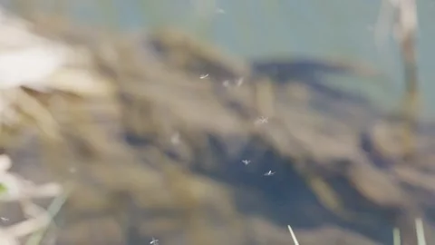 Slow motion macro footage of insects flying in clusters above riverside gra.. Stock-Footage 333013344