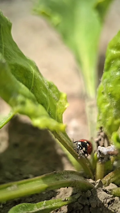 Slow motion macro footage of a ladybug climbing grass blades and crawling o.. Video stock 310822928